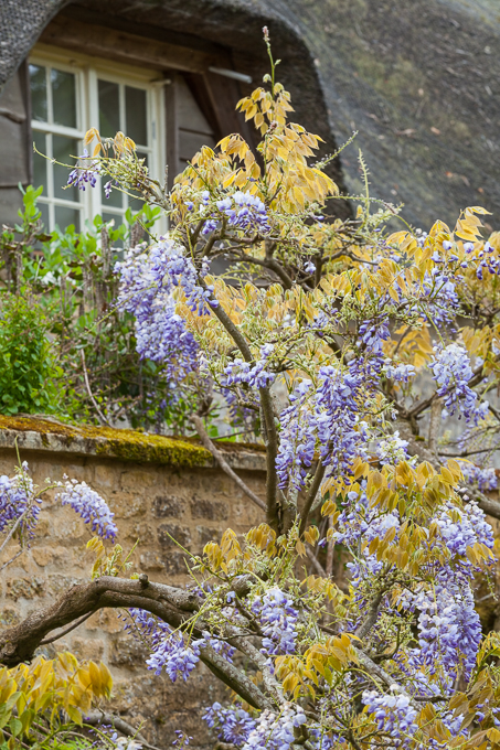Hidcote 2015 (03)